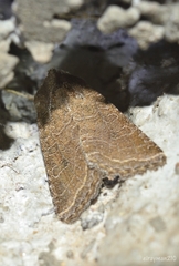 Eriopygini