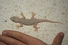 Hemidactylus flaviviridis