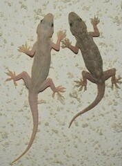 Hemidactylus flaviviridis