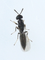 Eurytomidae