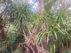 Freycinetia arborea