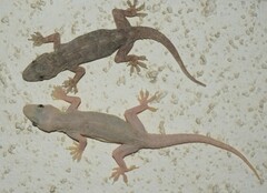 Hemidactylus flaviviridis