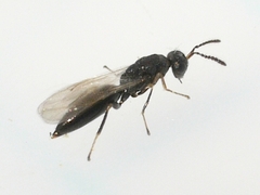Eurytomidae