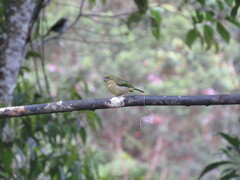 Tangara icterocephala