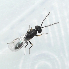 Eurytomidae