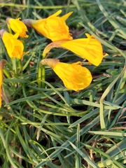 Narcissus obesus