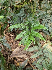Adiantum fulvum