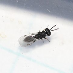 Eurytomidae