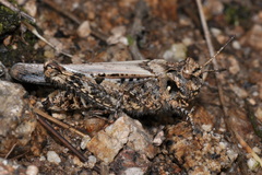 Acrotylus fischeri