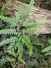 Adiantum fulvum