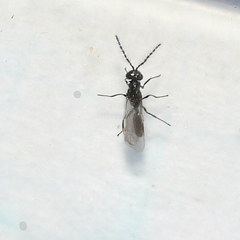 Eurytomidae