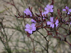 Limonium virgatum