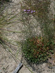 Limonium virgatum