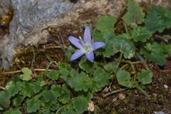Campanula garganica cephallenica