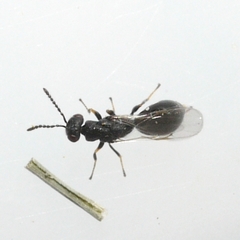 Eurytomidae