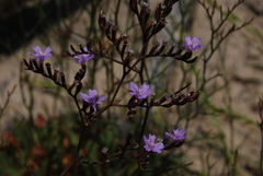 Limonium virgatum