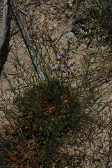 Limonium virgatum