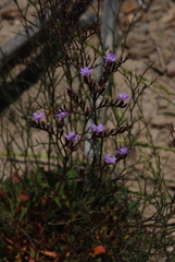 Limonium virgatum