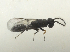Eurytomidae