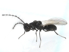 Eurytomidae