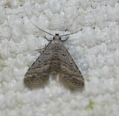 Araeopteron canescens