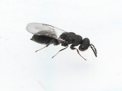 Eurytomidae