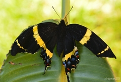 Papilio garamas garamas