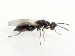Eurytomidae