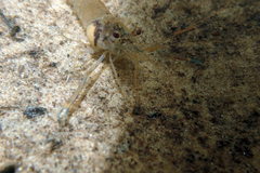 Macrobrachium shokitai