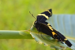 Papilio garamas garamas
