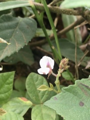 Desmodium affine