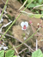 Desmodium affine