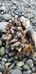 Pollicipes polymerus