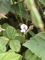 Desmodium affine
