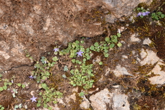 Campanula garganica cephallenica