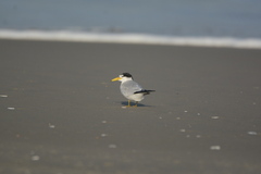 Sternula superciliaris