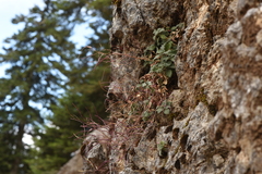 Arabis caucasica
