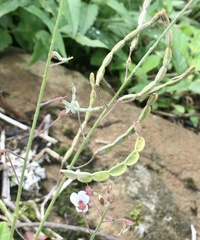 Desmodium affine
