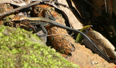 Holcosus quadrilineatus