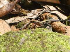 Holcosus quadrilineatus