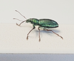 Naupactus auricinctus