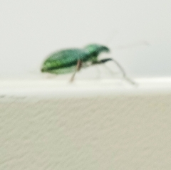 Naupactus auricinctus