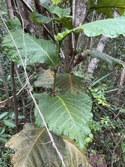 Coccoloba rugosa