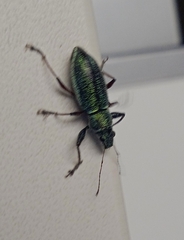 Naupactus auricinctus