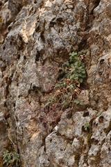 Arabis caucasica