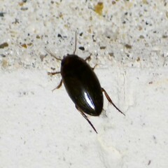 Copelatus chevrolati