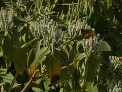 Colebrookea oppositifolia