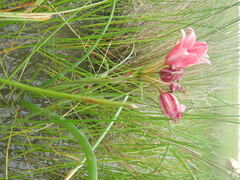 Crinum campanulatum