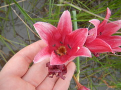 Crinum campanulatum