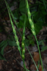 Aegilops ventricosa